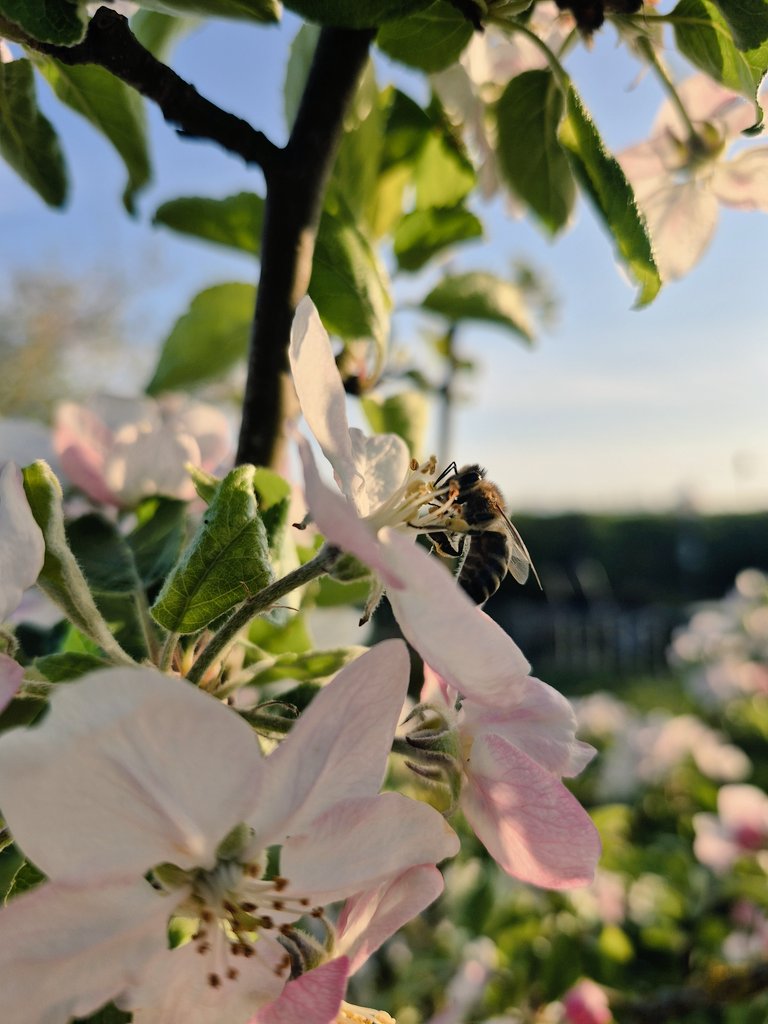 NYCBee99's tweet photo. Called...
The real word 🌸🐝

#photooftheday #photo #garden #bagend #WednesdayMotivation https://t.co/aHsXG6CMDm