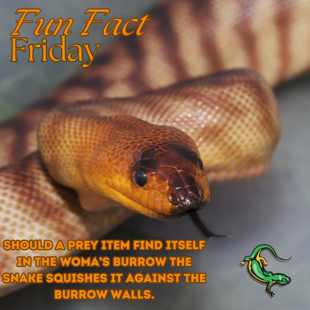 Repticon's tweet image. #FunFactFriday: The Woma Python’s Squeeze Surprise! When dinner comes knocking, this snake turns its burrow into a crushing trap!
#WomaPython #SnakeFacts #repticon