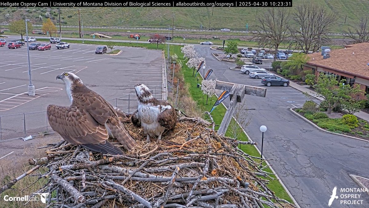 Restful Heart tweet media