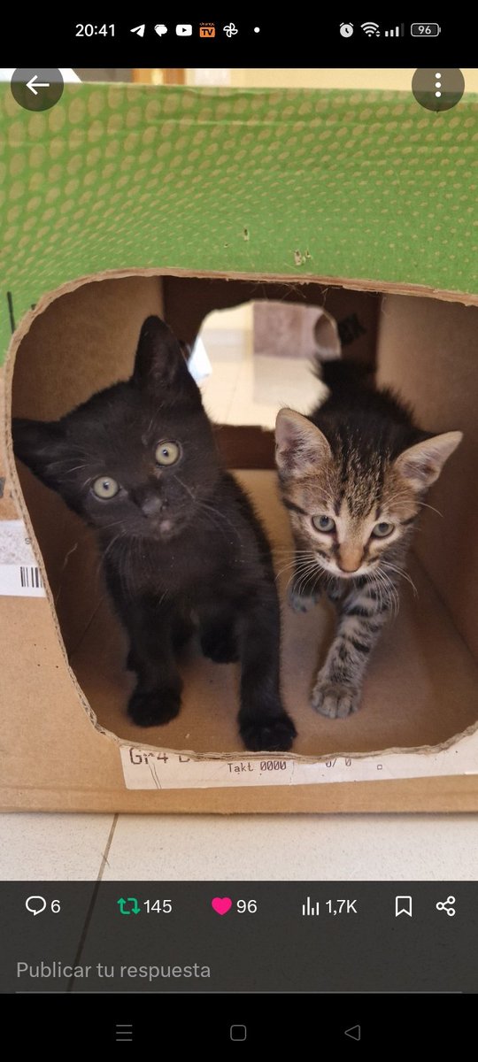 Pero habéis visto que guapas? 
     🐈#BRISA y #BRUMA🐈‍⬛
2 mesecitos buscan hogar, a cual más preciosa!💎 
Preguntad por ellas!!
☎️ 635 12 78 55 #Valencia
<a href="/4catsVLC/">4cats</a>
#Adopta #AdoptaNoCompres
#Gatos #adopcion