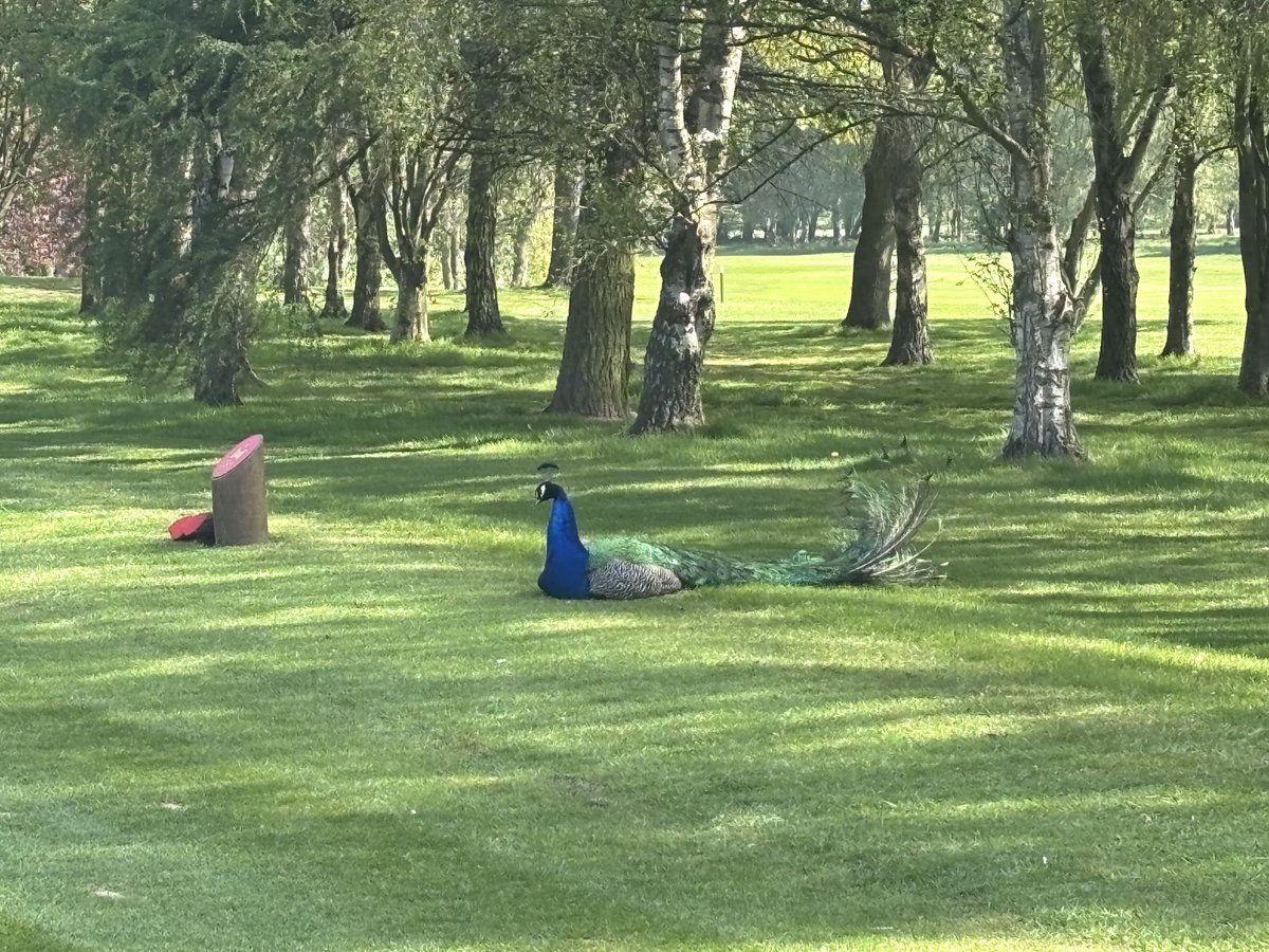 Martin Greaves (@marting48334752) on Twitter photo <a href="/thekgc/">Knaresborough Golf Club</a> <a href="/YUGCUK/">Yorkshire Golf</a> - A resting Peacock on the 1st tee this morning. All players, all officials had a great day at a super Yorkshire club. Thank you Knaresborough GC 👏👏 <a href="/thekgc/">Knaresborough Golf Club</a> <a href="/YUGCUK/">Yorkshire Golf</a> - A resting Peacock on the 1st tee this morning. All players, all officials had a great day at a super Yorkshire club. Thank you Knaresborough GC 👏👏