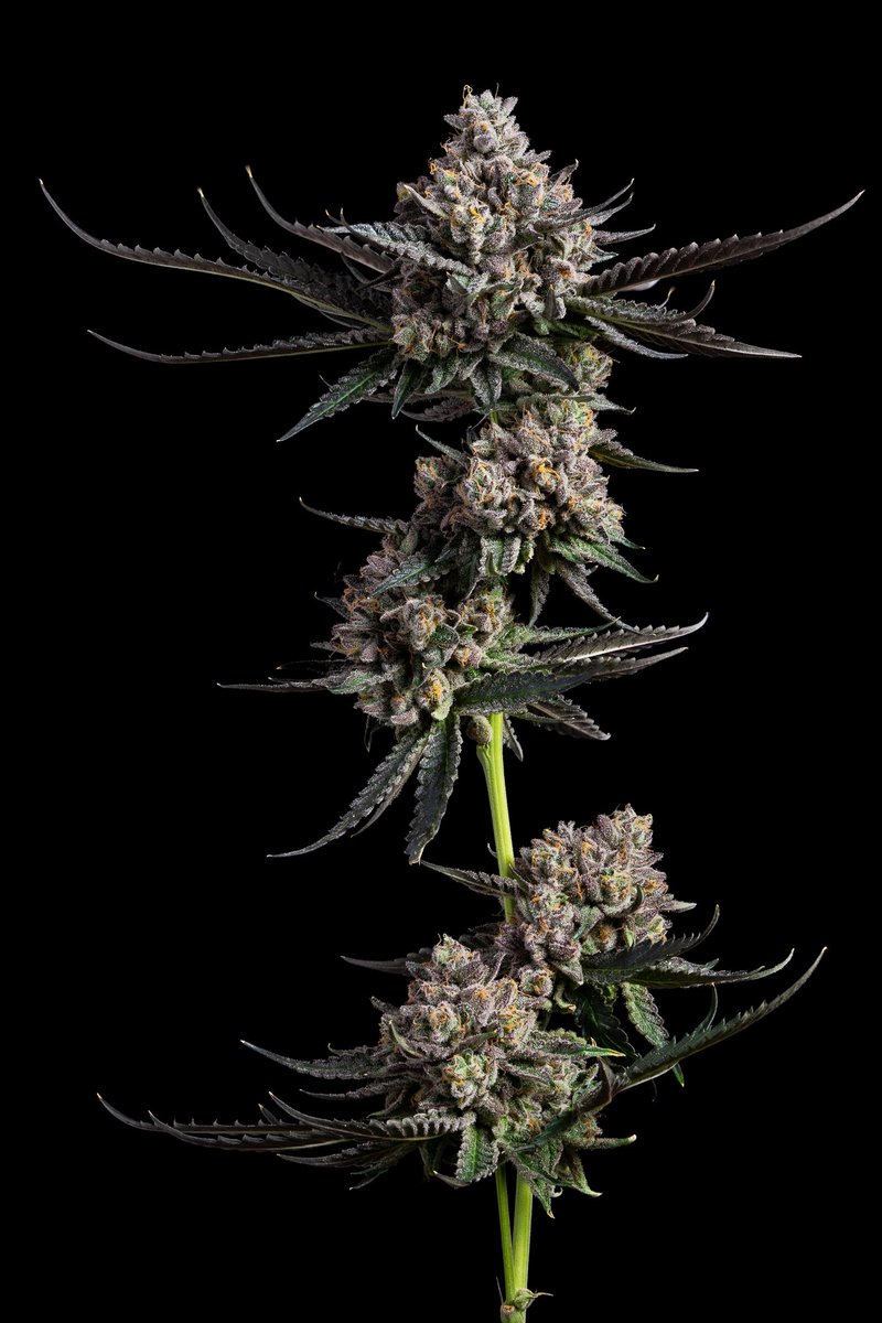 Project Packs tweet media