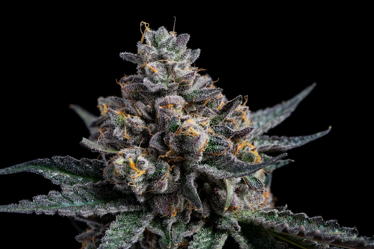 Project Packs tweet media