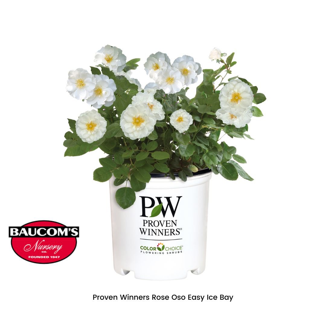 3 new additions to our Proven Winners Rose Collection!

Visit us at baucomsnursery.com for all your WHOLESALE ONLY needs. 

#rose #provenwinners #planters #weigela #vitex #hydrangea  #hangingbaskets #planters #plant #plants #tropical #shrubs #crapemyrtles #baucomsnursery
