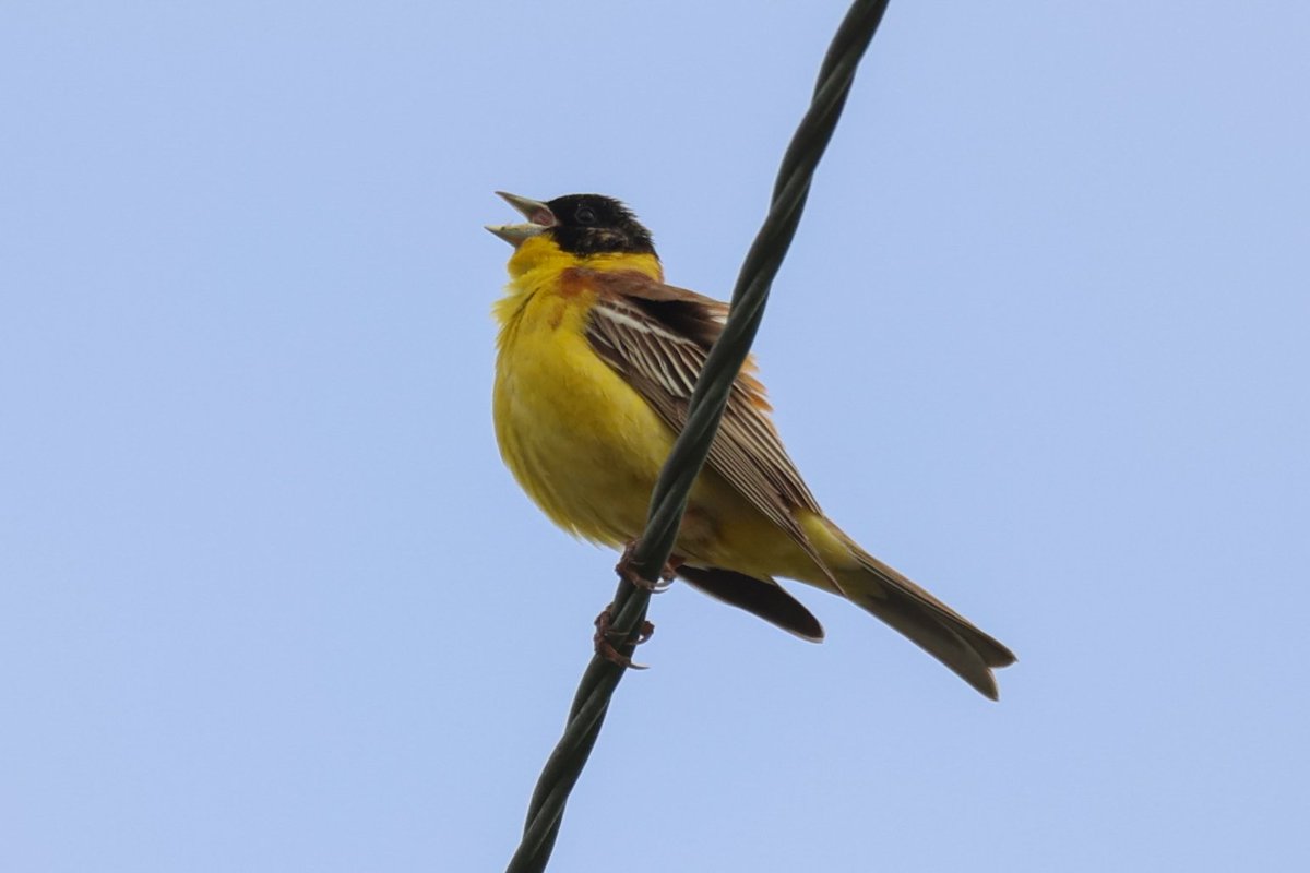 jamiesample99's tweet image. Black Headed Buntings showed  well today near Androlikou, along with Red Rumped Swallow, a flyover Honey Buzzard and loads of Roller everywhere #Cyprusbirds @birdsaroundcy