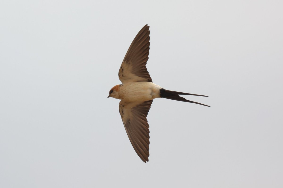Jamie Sample (@jamiesample99) on Twitter photo Black Headed Buntings showed well today near Androlikou, along with Red Rumped Swallow, a flyover Honey Buzzard and loads of Roller everywhere #Cyprusbirds <a href="/birdsaroundcy/">BirdsAroundCyprus</a> Black Headed Buntings showed well today near Androlikou, along with Red Rumped Swallow, a flyover Honey Buzzard and loads of Roller everywhere #Cyprusbirds <a href="/birdsaroundcy/">BirdsAroundCyprus</a>