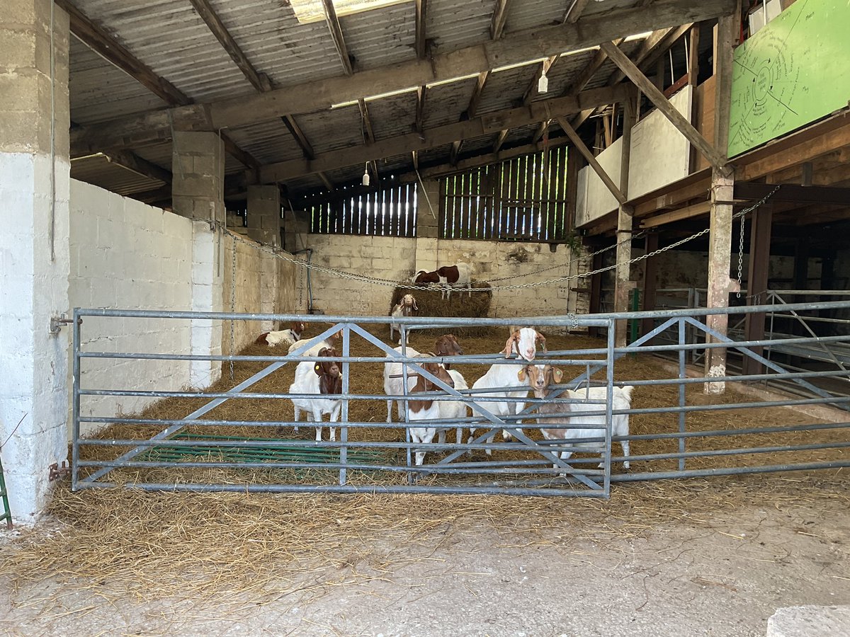 MrsGarfin@StJohnVianneysc (@garfinmrs) on Twitter photo Class 5 <a href="/StJohnVianneySc/">St John Vianney School</a> had a great time this afternoon <a href="/CronkshawFold/">Cronkshaw Fold Farm</a> farm. Looking at the baby lambs & learning about the different types and breeds . We definitely enjoyed our outside classroom today in the sun ☀️ Class 5 <a href="/StJohnVianneySc/">St John Vianney School</a> had a great time this afternoon <a href="/CronkshawFold/">Cronkshaw Fold Farm</a> farm. Looking at the baby lambs & learning about the different types and breeds . We definitely enjoyed our outside classroom today in the sun ☀️