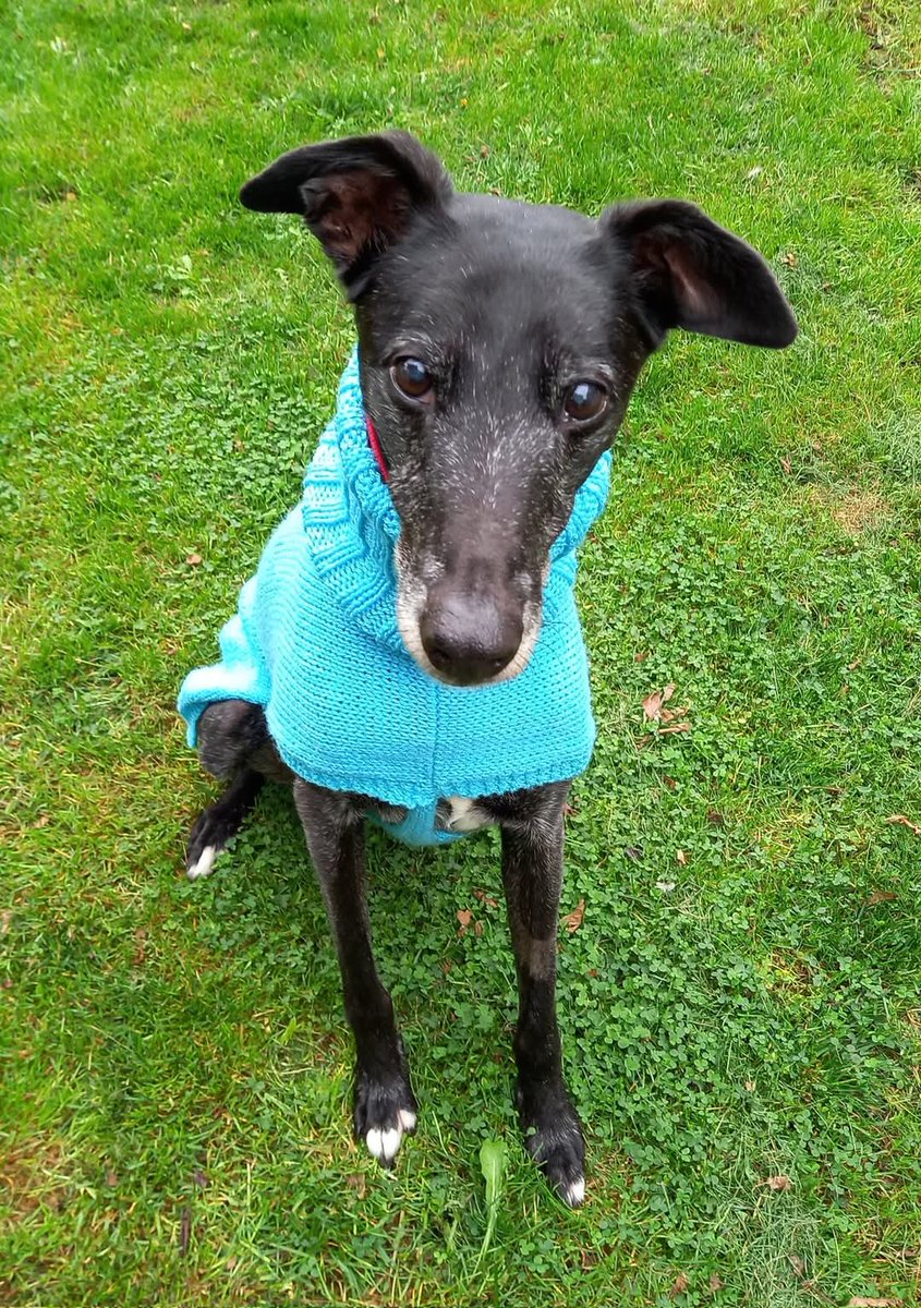 Saffy, Dave and 🌈Jack Greyhound 💖 tweet media