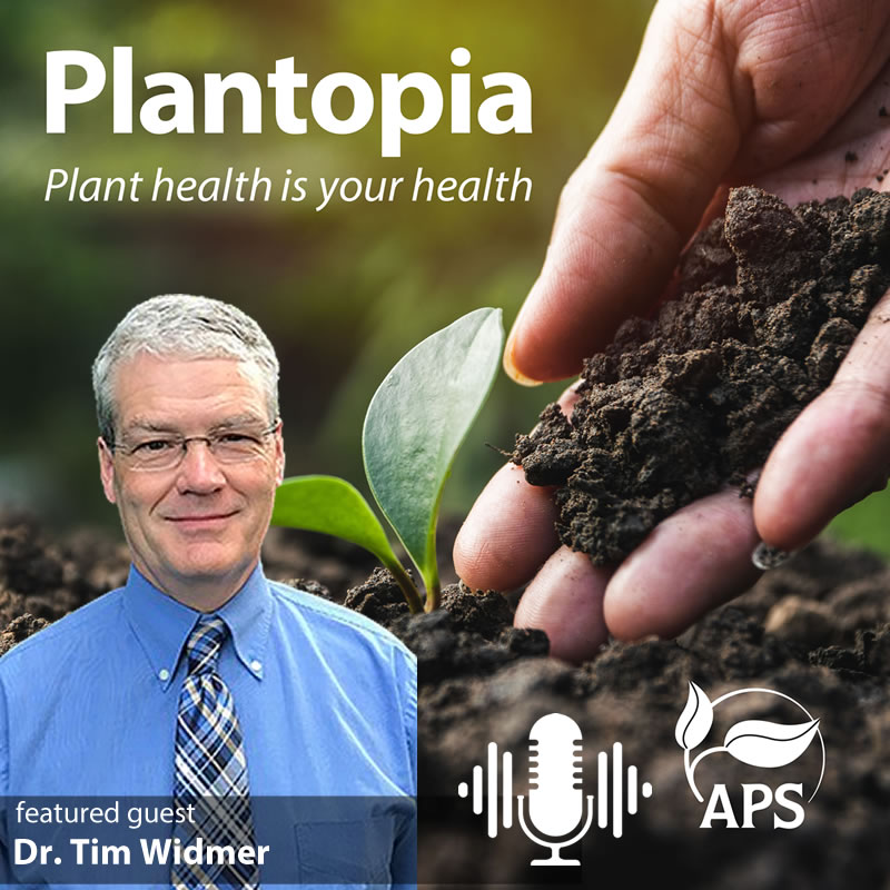 The latest episode of APS's Plantopia #podcast features Dr. Tim Widmer discussing his 2025 APS Fellow Award, his career as a federal researcher, and his more recent role as USDA ARS program leader. Listen here:  plantopiapodcast.org/59.