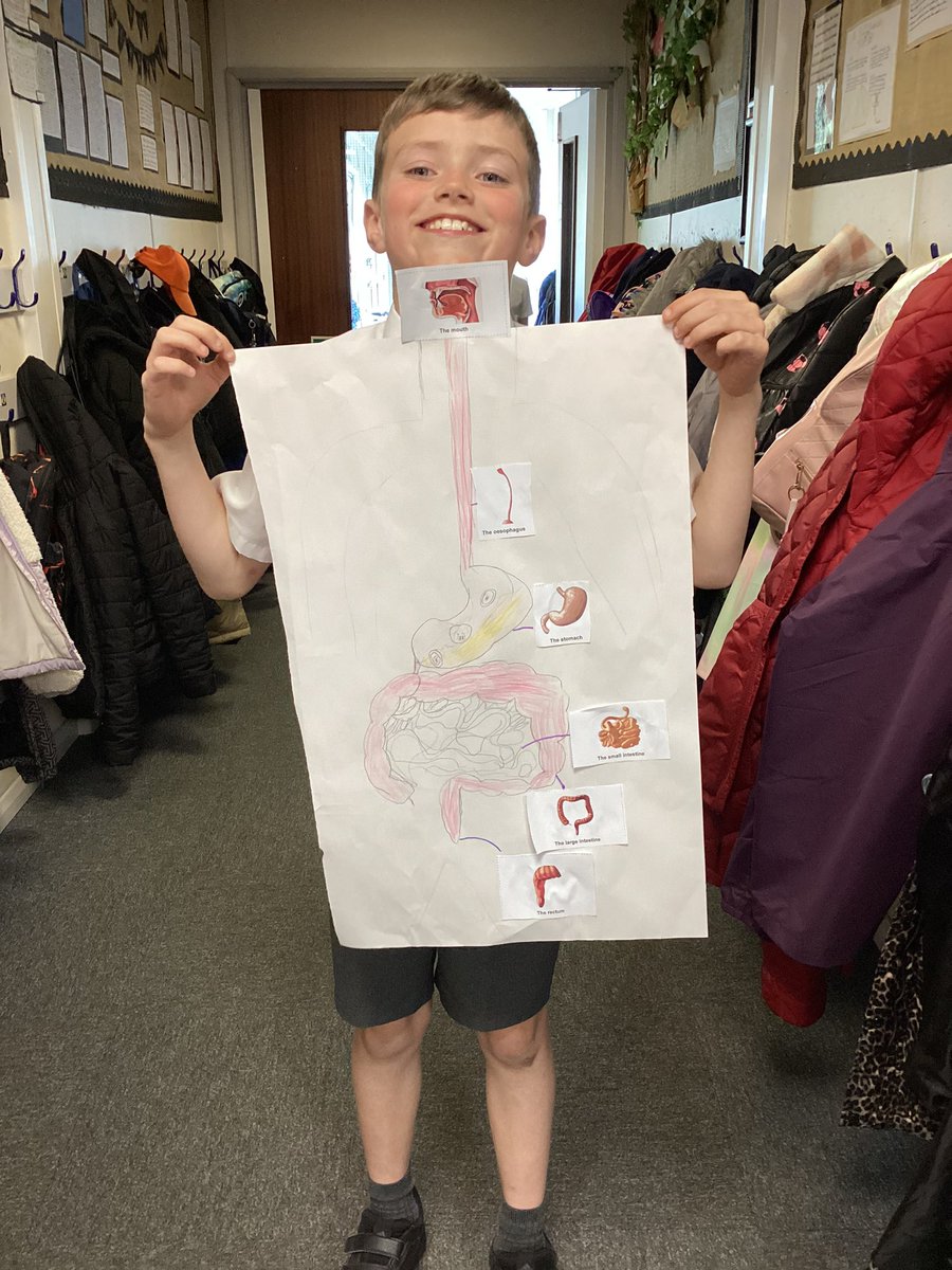 HBJSCH63's tweet photo. 4S have had lots of fun in Science, over the last couple of lessons. From drawing our digestive system to using mini marshmallows to create our own teeth diagram. 🦷 👏 #HBJSYear4 #HBJSScience https://t.co/UWxy4XUxav