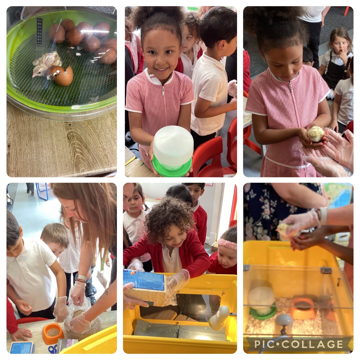 #HawkinsClass have some exciting visitors to their classroom today 🤗 the first 7 chicks have hatched! 🐣The children are very excited to help and care for them. #curiosity #culture #caring #KnMPAEYFS