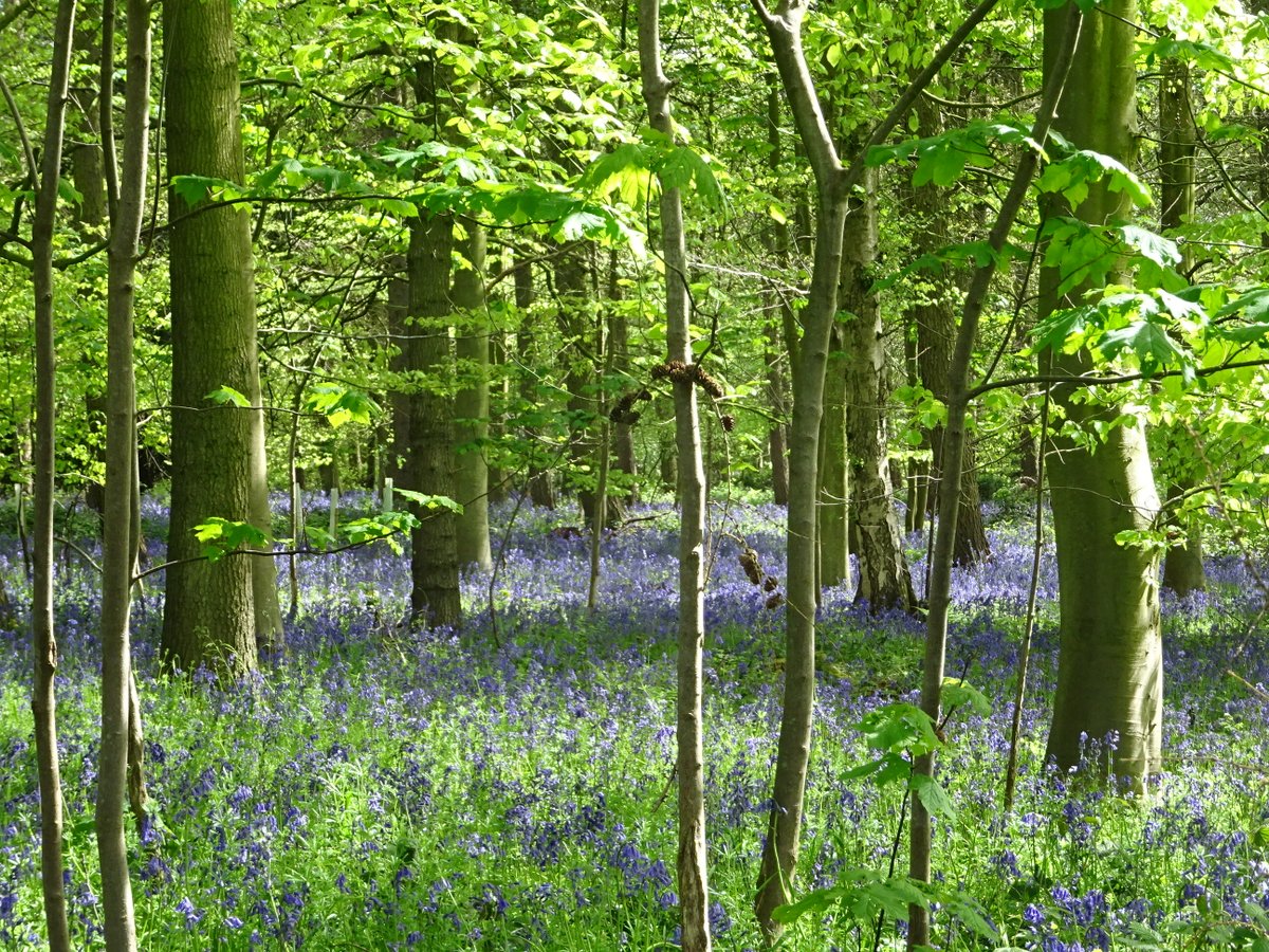Tonight is the eve of May Day, an especially magical time of year. It's said that on May Eve in Herefordshire, early in the last century, 'folk used to put trays of moss outside their doors for the fairies to dance upon'.