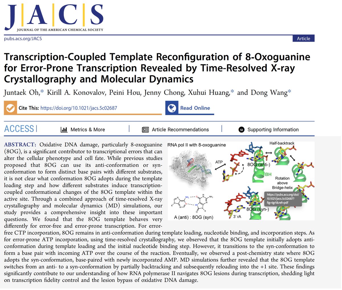 Xuhui Huang (@xuhuihuangchem) on Twitter photo Dong Wang <a href="/UCSDPharmacy/">UC San Diego Skaggs School of Pharmacy</a> and our group <a href="/UWMadisonChem/">UW-Madison Chemistry</a> used time-resolved X-ray and metadynamics simulations to uncover how 8-oxoguanine (8OG) flips conformation to help RNA Pol II bypass oxidative DNA damage. <a href="/J_A_C_S/">J. Am. Chem. Soc.</a> <a href="/TCI_UW_Madison/">TCI UW-Madison</a>
pubs.acs.org/doi/full/10.10… Dong Wang <a href="/UCSDPharmacy/">UC San Diego Skaggs School of Pharmacy</a> and our group <a href="/UWMadisonChem/">UW-Madison Chemistry</a> used time-resolved X-ray and metadynamics simulations to uncover how 8-oxoguanine (8OG) flips conformation to help RNA Pol II bypass oxidative DNA damage. <a href="/J_A_C_S/">J. Am. Chem. Soc.</a> <a href="/TCI_UW_Madison/">TCI UW-Madison</a>
pubs.acs.org/doi/full/10.10…