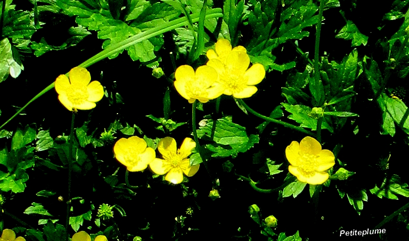 "Bouton d'or"☀️

#NaturePhotography #BaladeSympa #Avril2025