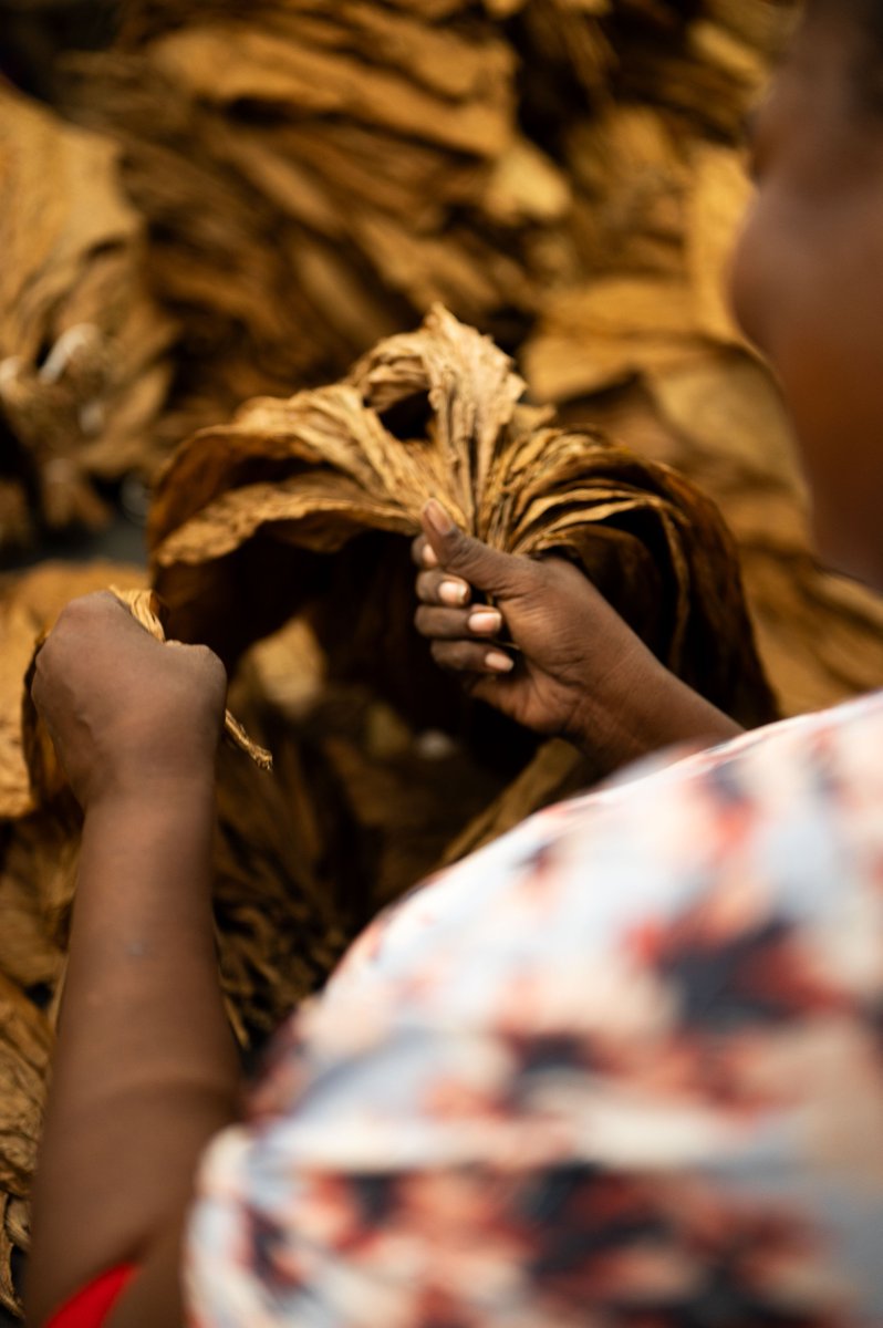 Before it reaches your humidor, our rich tobacco leaf 🍂 passes through the hands of artisans who perfect every detail. #ArtistaCigars