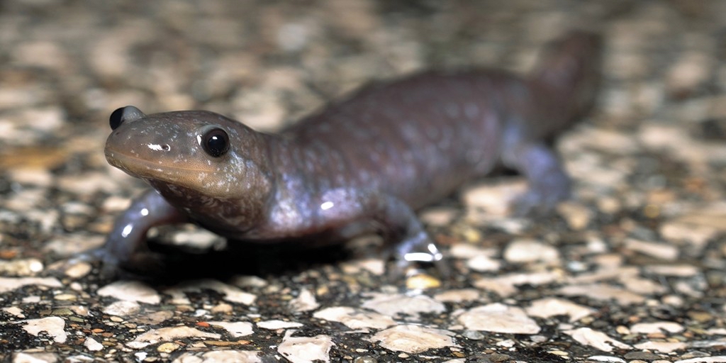 York Region (@yorkregiongovt) on Twitter photo Stouffville Road in <a href="/myRichmondHill/">myrichmondhill</a> will be open tonight. Intermittent closures are in place until Friday, May 2, 2025 to protect Jefferson Salamanders, an endangered species, that only crosses the road at night and when itβs raining. Info: york.ca/newsroom/news/β¦ #onYRRoads Stouffville Road in <a href="/myRichmondHill/">myrichmondhill</a> will be open tonight. Intermittent closures are in place until Friday, May 2, 2025 to protect Jefferson Salamanders, an endangered species, that only crosses the road at night and when itβs raining. Info: york.ca/newsroom/news/β¦ #onYRRoads