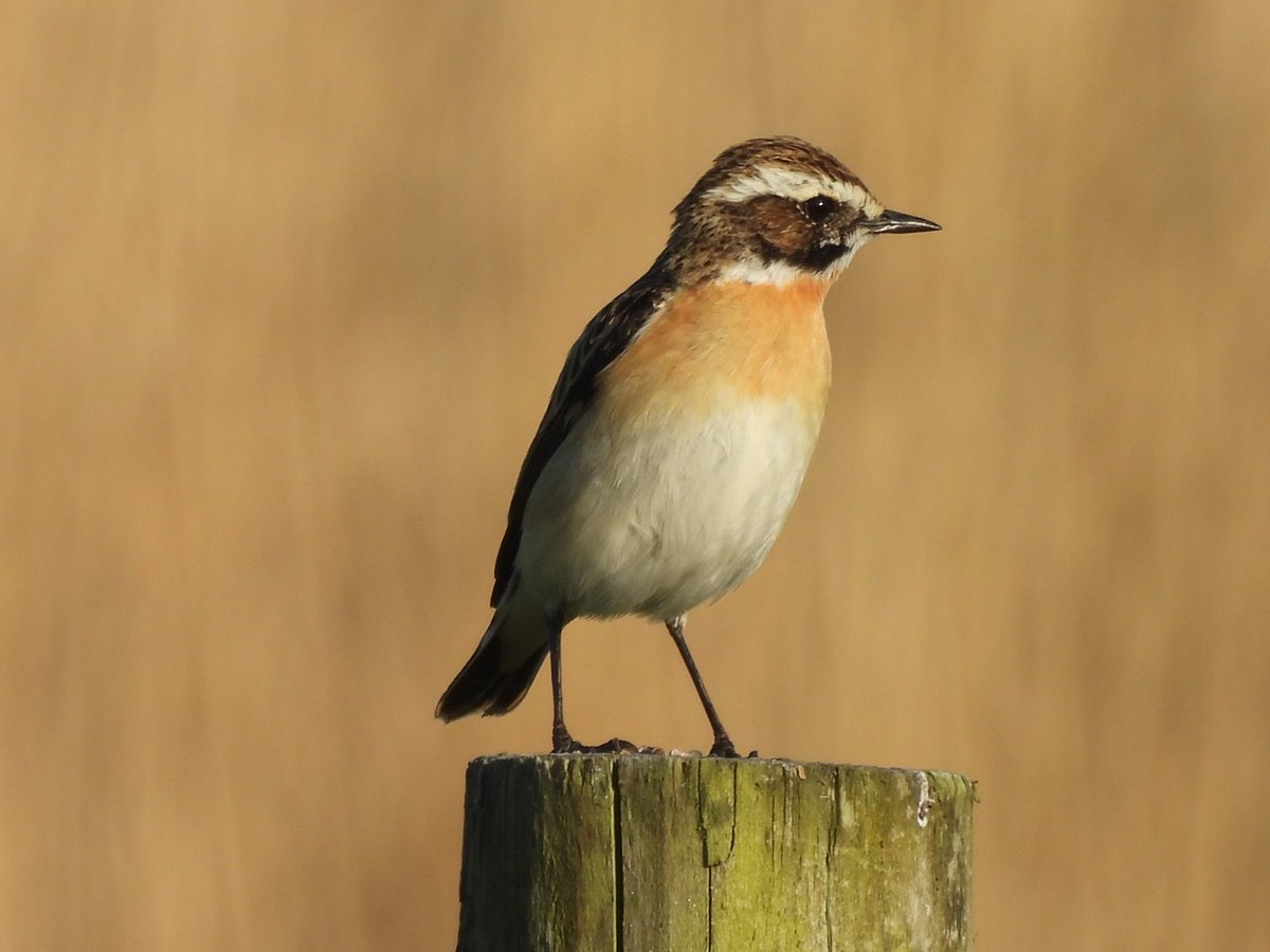 TimNobby's tweet image. One of six Whinchat at Seaton Wetlands this evening.