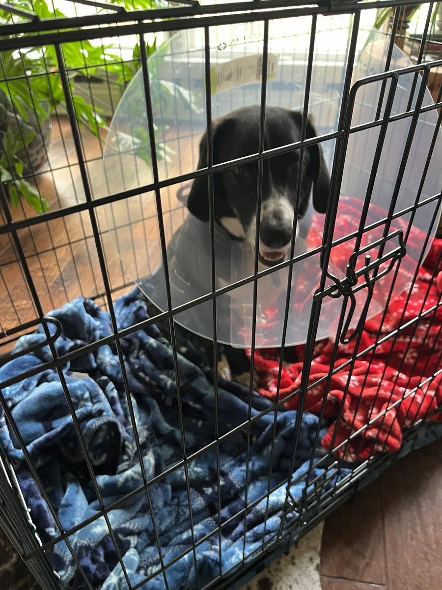 Forever Donald tweet media