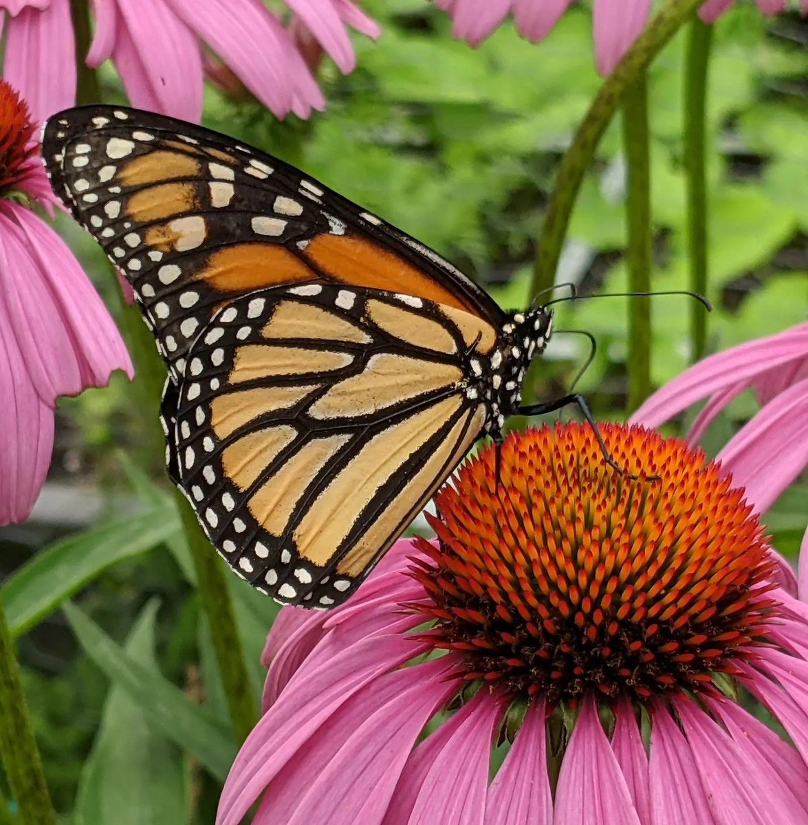 GlobalFoundries's tweet photo. Our talented #ONEGF team members shared their best nature photos for #GFEarthWeek. Check out these incredible photos: https://t.co/ImmFDBVdNY https://t.co/HLwOxz7qHN