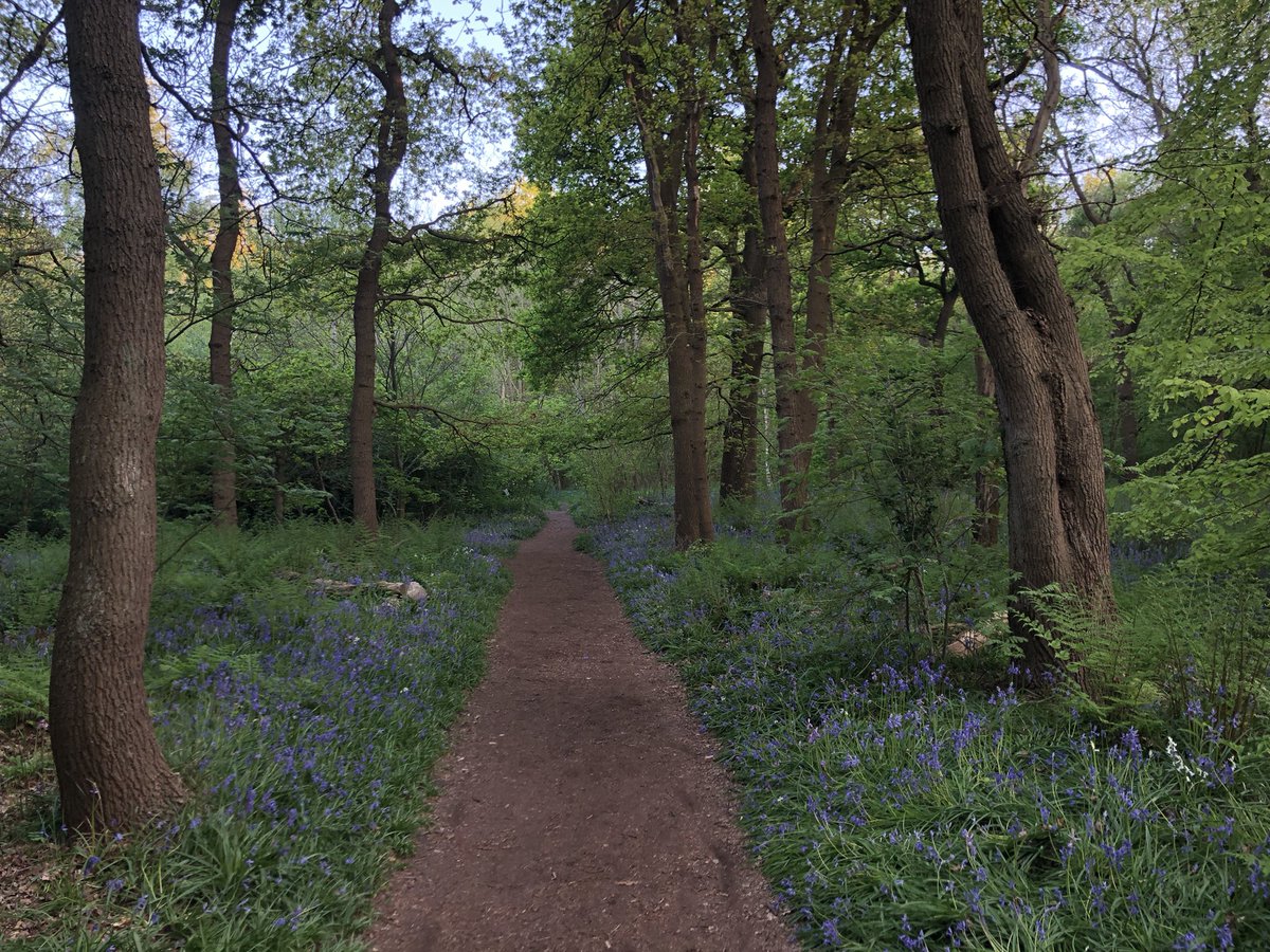 Net voor zonsondergang is het nu prachtig in het Hyacintenbos op landgoed Ockenburgh <a href="/ZHLandschap/">Zuid-Hollands Landschap</a>