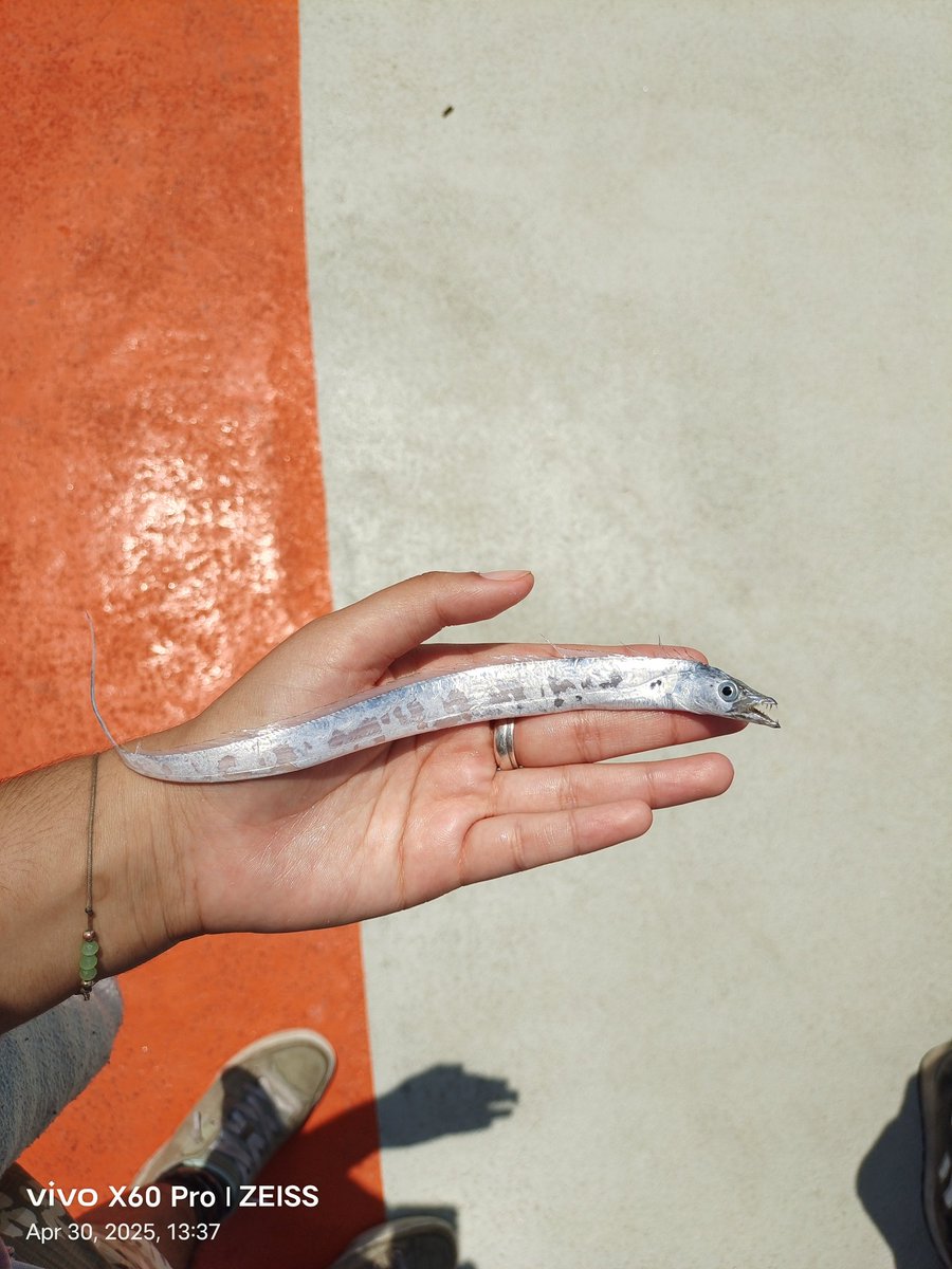 Today's Taichi: Plush meets the real thing