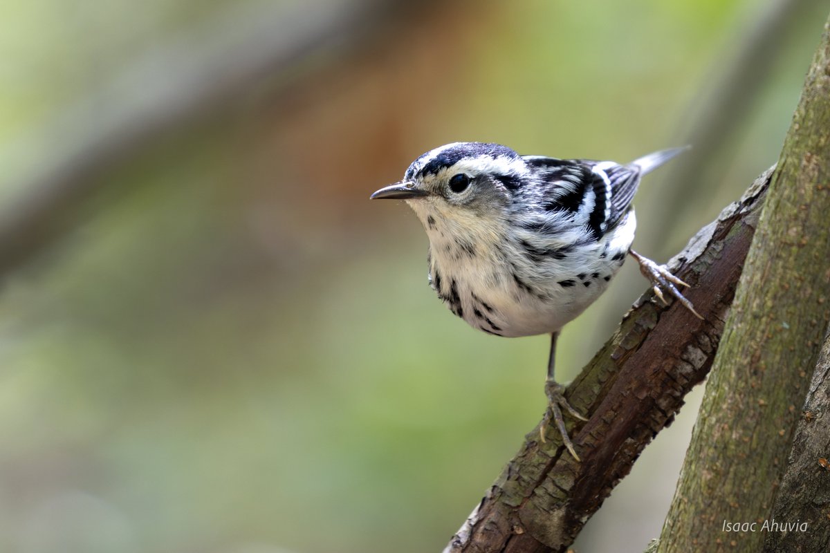 Isaac Ahuvia (@isaacahuvia) on Twitter photo Springtime at the Forest Park waterhole! Ovenbird + Black and White Warbler
#birds #birding #birdphotography #naturephotography #birdsseenin2025 <a href="/BirdQueens/">Queens and L.I. Bird Alert</a> Springtime at the Forest Park waterhole! Ovenbird + Black and White Warbler
#birds #birding #birdphotography #naturephotography #birdsseenin2025 <a href="/BirdQueens/">Queens and L.I. Bird Alert</a>