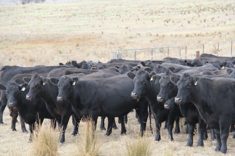 Untitled - mailchi.mp/12557c426b14/8…