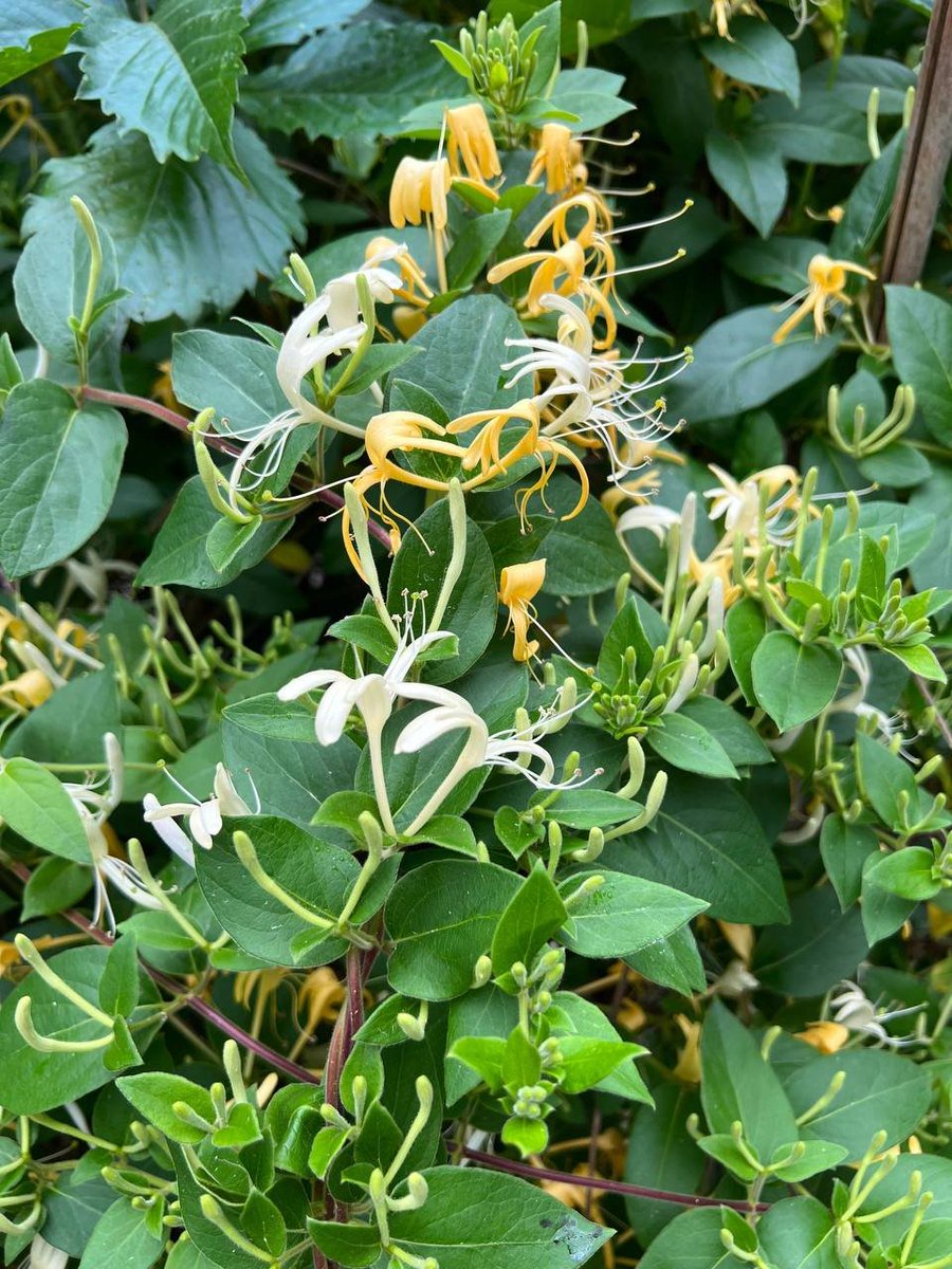 🫶 이 꽃은 무슨 꽃인가요? 내가 아는 친구가 누구인지 알고 싶어요.