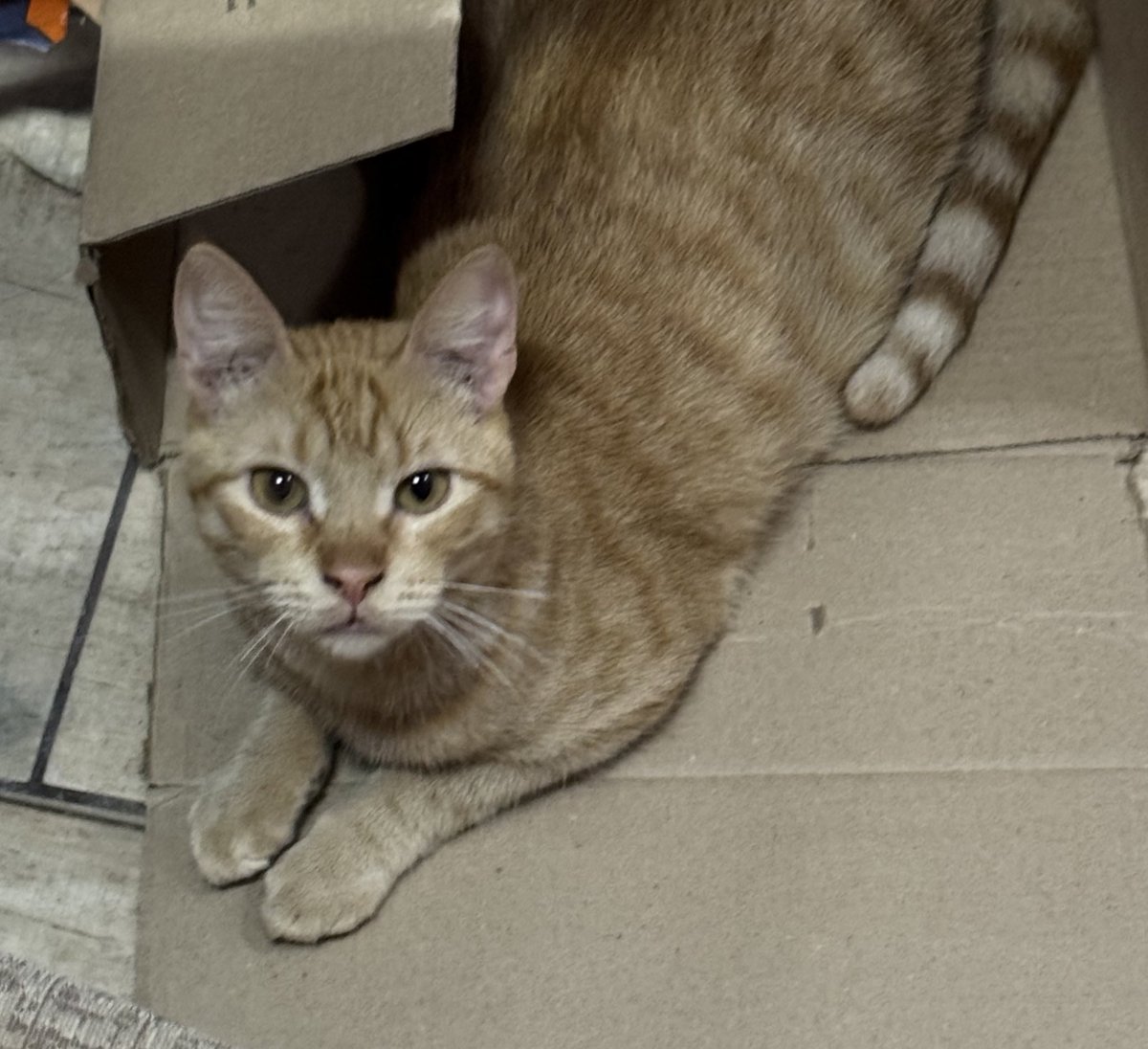 style_jikook's tweet photo. Desconheço um gato mais fofo e carinhoso que esse, juro meu coração derrete com o meu datilografo 🧡. https://t.co/ws1SJ7VK5E