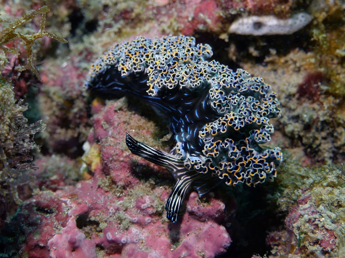Elysia diomedea photographed near Huatulco, Mexico