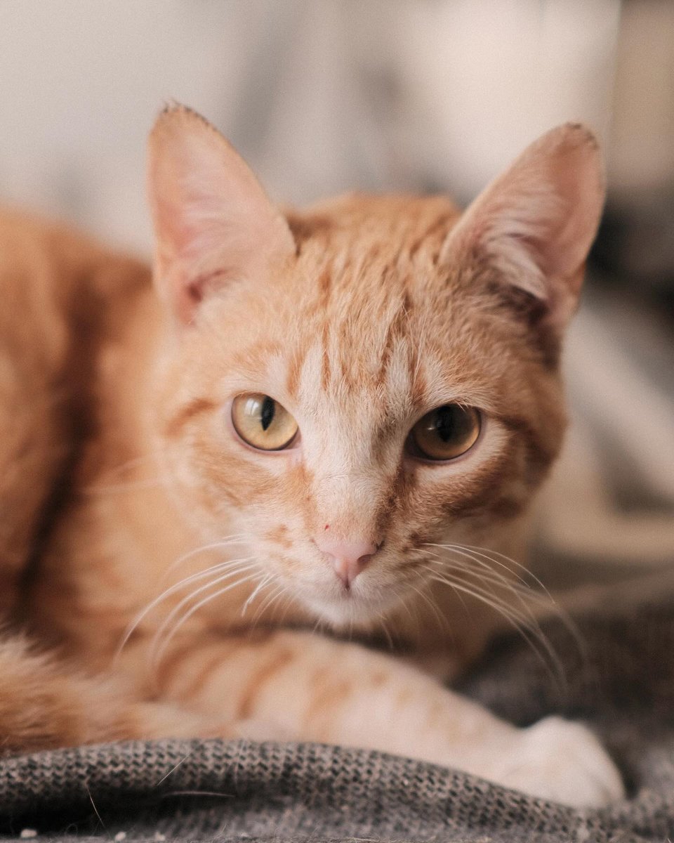 RONI es un gatito de 8 meses, es tranquilo, cariñoso y tierno. Se lleva fenomenal con otros gatos. 
Si quieres venir a conocerlo, rellena el formulario de adopción en el apartado “Requisitos de adopción” de nuestra web:
protectorahuellas.org
 Fotos: @rublmn
#Ávila