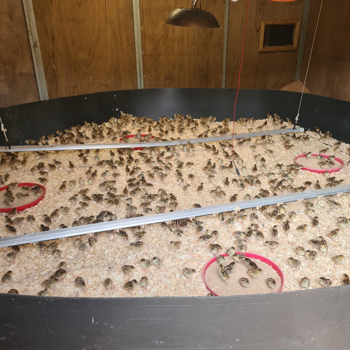 Jim wright tweet media