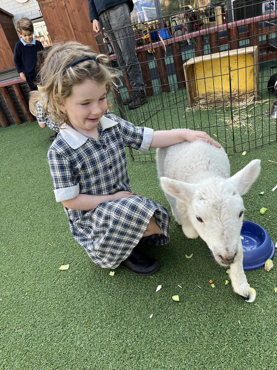 Such excitement to see Basil and crew arrive at school today!! 🪿🐰Sometimes it is just the simple things in life that is needed. ☺️ <a href="/UptonHouseSch/">Upton House School</a> <a href="/UptonWellbeing/">Upton House Wellbeing</a>