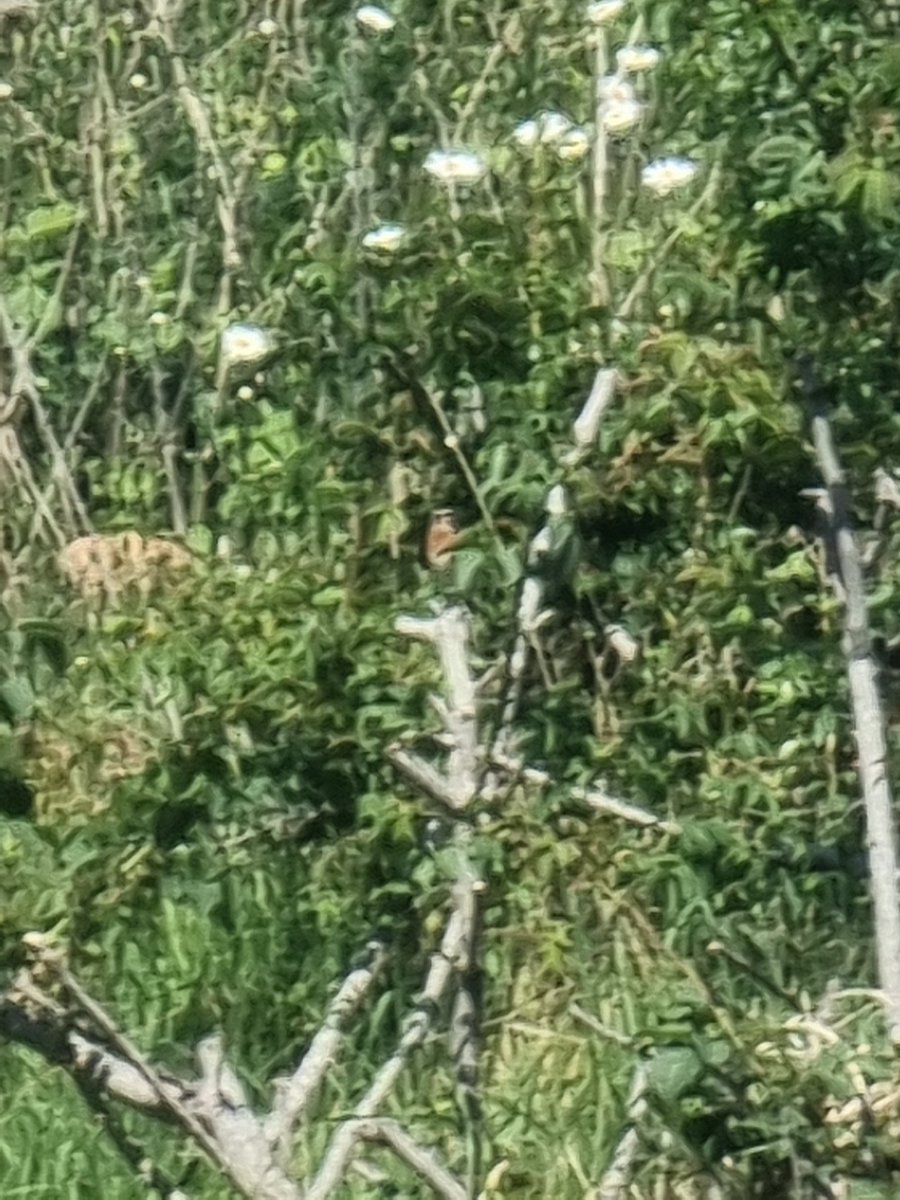 Green by Name (@greenbyname1) on Twitter photo Male Whinchat at the Greenwich Peninsula Ecology Park briefly this afternoon. <a href="/LondonBirdClub/">London Bird Club</a> #londonbirds <a href="/WildGreenwich/">Greenwich Wildlife</a> <a href="/TCVtweets/">The Conservation Volunteers (TCV)</a> <a href="/BELLEGREENWICH/">Karin Tearle</a> <a href="/GazDillon/">Gary P Dillon</a> <a href="/GreenGreenwich/">Greenwich Green Party</a> @greenwicheco Male Whinchat at the Greenwich Peninsula Ecology Park briefly this afternoon. <a href="/LondonBirdClub/">London Bird Club</a> #londonbirds <a href="/WildGreenwich/">Greenwich Wildlife</a> <a href="/TCVtweets/">The Conservation Volunteers (TCV)</a> <a href="/BELLEGREENWICH/">Karin Tearle</a> <a href="/GazDillon/">Gary P Dillon</a> <a href="/GreenGreenwich/">Greenwich Green Party</a> @greenwicheco