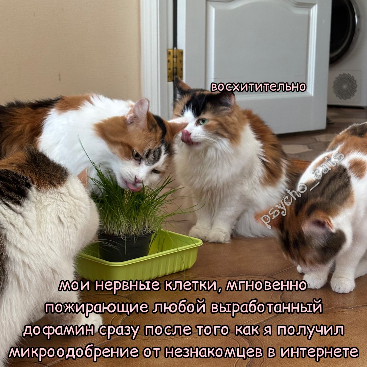 psycho__cats's tweet photo. Катины кошочки @aloeandlove https://t.co/xqgcnz6Te9