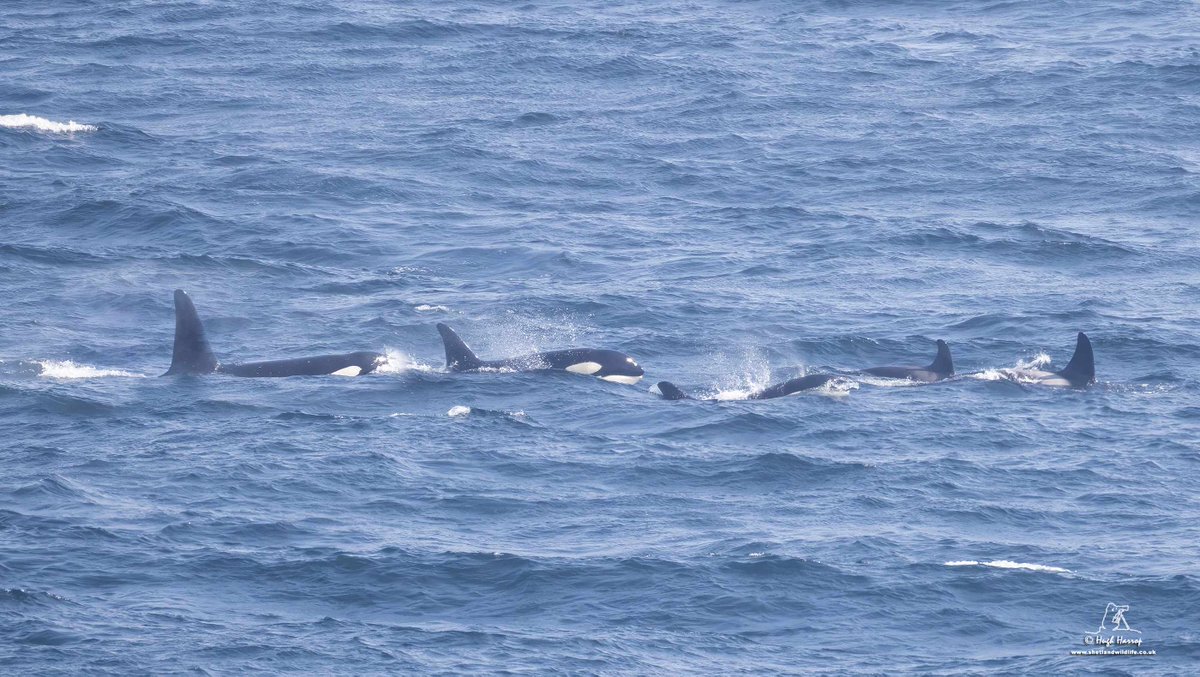 After a foggy start, a beautiful day of weather and some fabulous Orcas - the '64s' - which headed south from Bressay Sound to Sumburgh, Shetland. Here's all five of them passing Sumburgh Head this afternoon. 🖤🤍