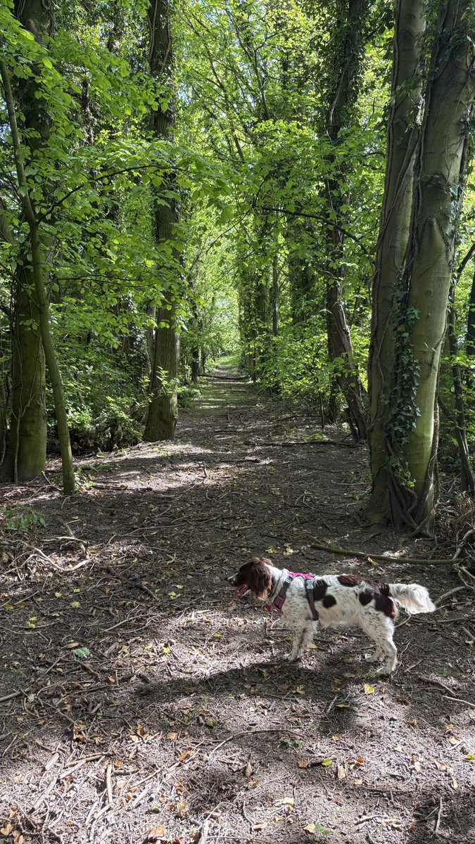 KirkStan's tweet image. Not quite up to @bordersbeeching standards, but on today’s walk we also snuck into the woods to find a few remnants of the long gone #Garforth Cliff Rio Grande miniature railway line 😪 Reliving your youth @sikirk1 🚂