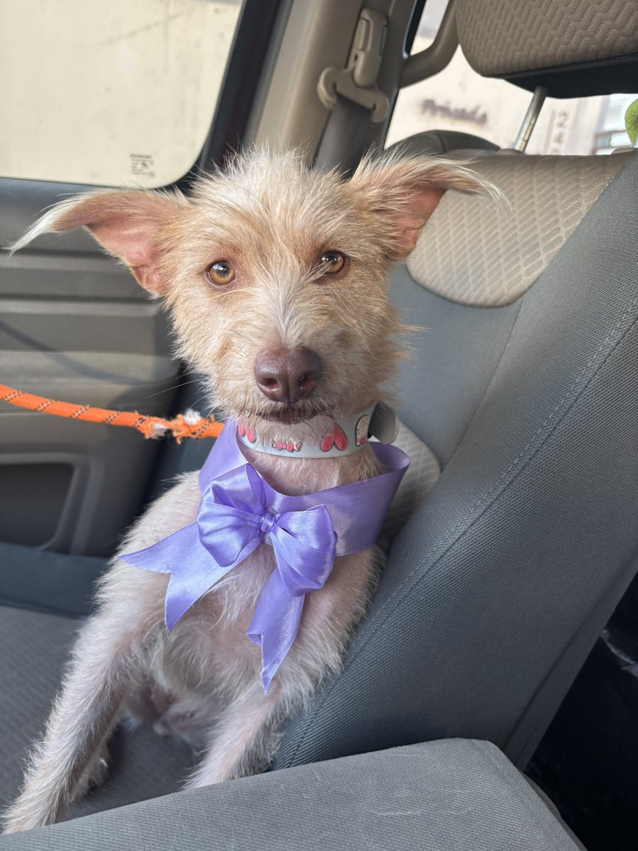 ¡Hola, soy Adhara! ✨, me abandonaron en una feria de adopción, dijeron que volverían por mí si no era adoptada y ya no regresaron más, me fui con la humana animalista que estaba muy triste porque me abandonaron ☹️. No sé que hice mal.