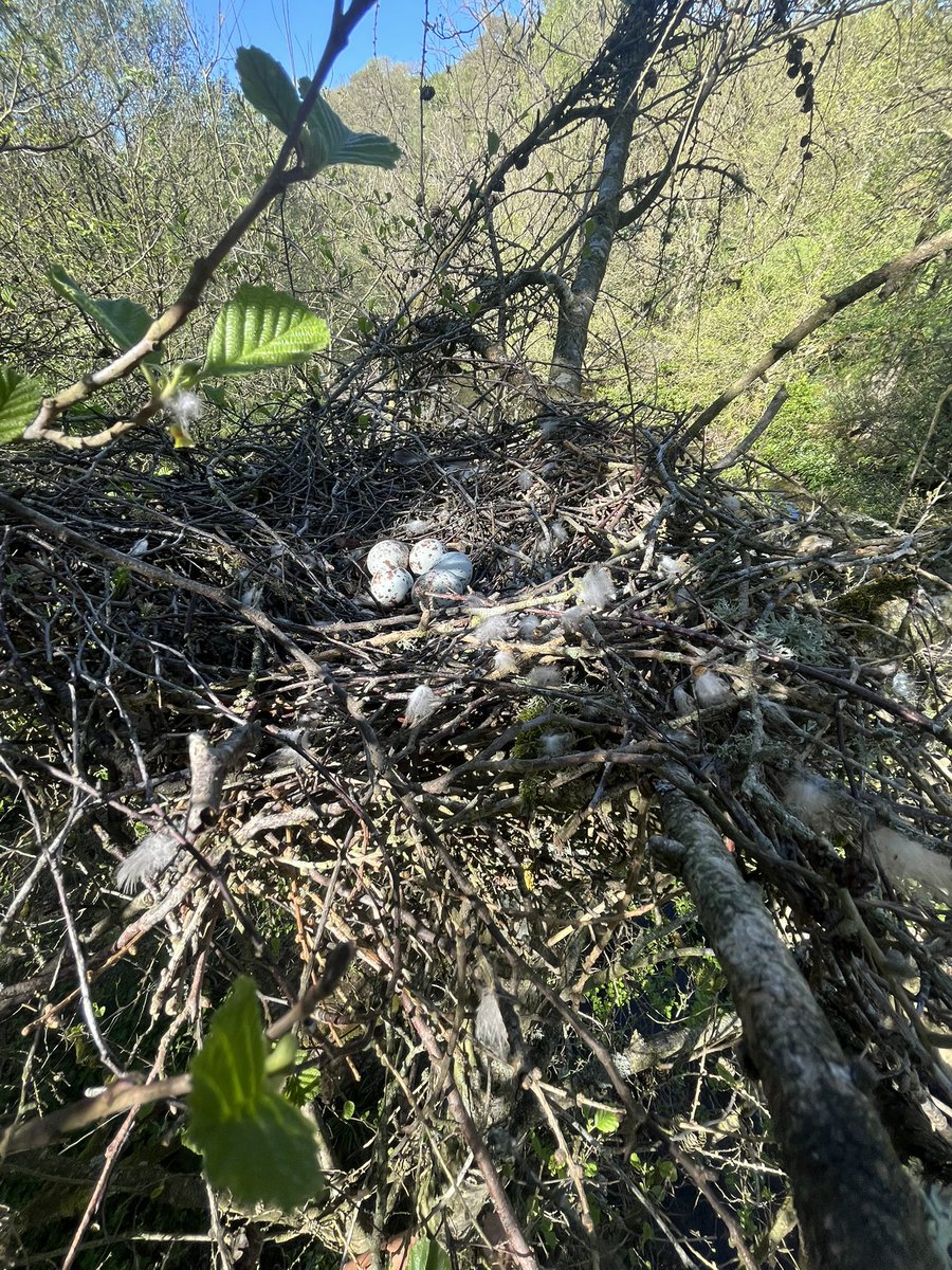 Scolopax24 (@dbc_woodcock23) on Twitter photo Remains in close proximity to this Weardale Sparrowhawk nest. <a href="/JohnDodswo23239/">UK Sparrowhawk</a>
<a href="/BirderSouth/">South Shields Birder North East Breeding Birds</a> <a href="/tonymcguire1966/">Tony McGuire</a>
<a href="/davidlocke1992/">Dave Locke</a>
#Scolopax25 Remains in close proximity to this Weardale Sparrowhawk nest. <a href="/JohnDodswo23239/">UK Sparrowhawk</a>
<a href="/BirderSouth/">South Shields Birder North East Breeding Birds</a> <a href="/tonymcguire1966/">Tony McGuire</a>
<a href="/davidlocke1992/">Dave Locke</a>
#Scolopax25