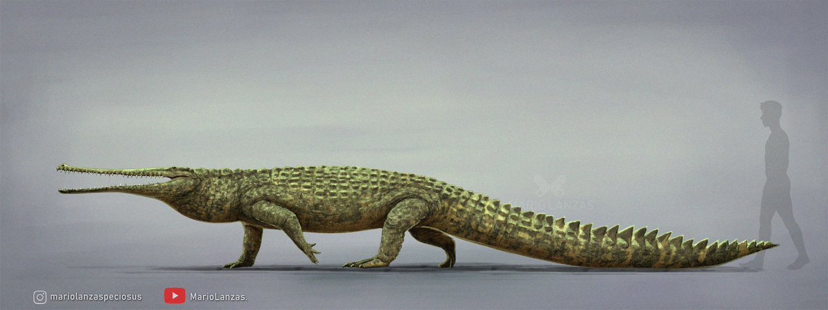 mariolanzas5's tweet photo. EUTHECODON, from the new video (https://t.co/30Ka2qVrv8) dedicated to the Neogene period. #euthecodon #paleoart #crocodile #naturalhistory #neogene #cenozoic https://t.co/SG2Q0IdybK