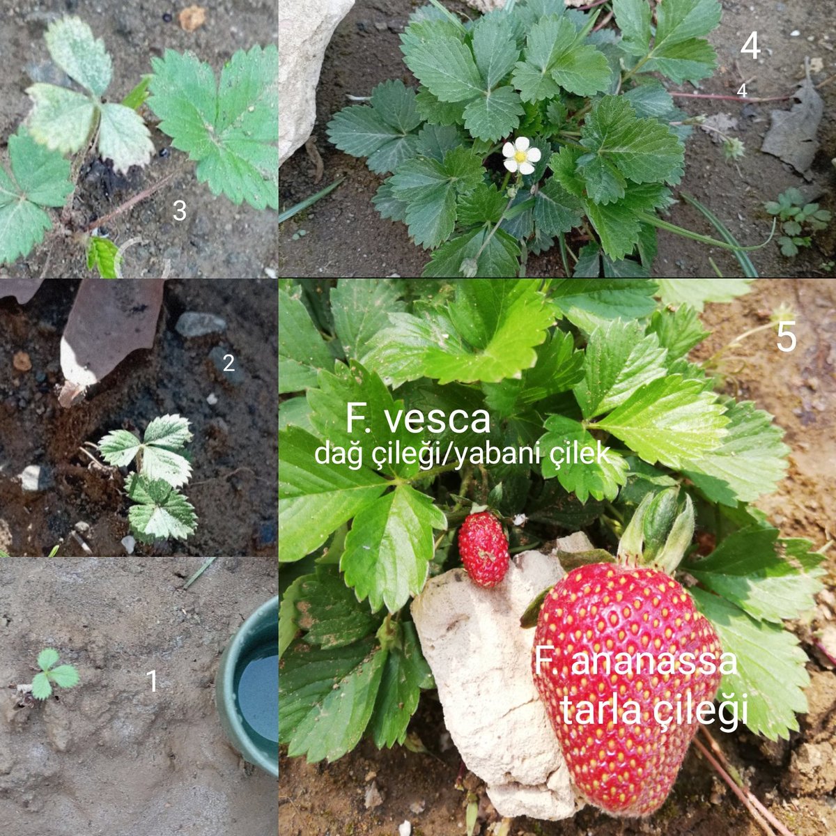 Bir dağ çiçeğinin heyecan verici hayata tutunma macerası ve dağ çileği/tarla çileği kıyaslaması.

Ağustosta Karadeniz Yaylaları'nda gezerken eşelenmiş bir toprak yığınının kenarında, iki yapraklı, ufacık, sökülmüş bir dağ çileği kökü gördüm. Bir kağıt mendile sardım, nemlendirip