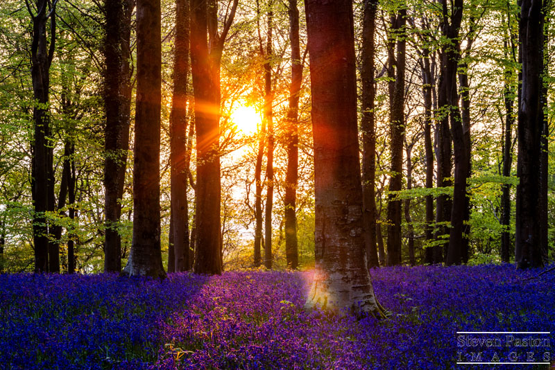 StevenPaston's tweet image. A local woodland at Angmering Park Estate in West Sussex where I've spent many days walking around at sunrise and sunset plus during the day @StormHour @ThePhotoHour @CanonUKandIE @CanonEMEApro @LEEFilters #3LeggedThing