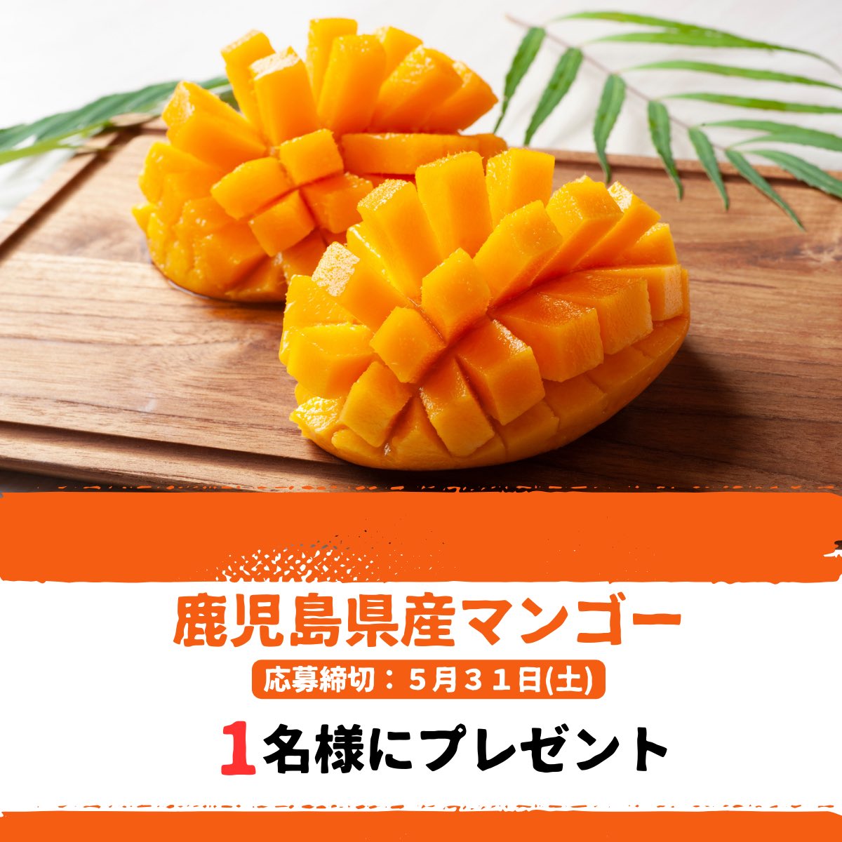 ／
『鹿児島県産マンゴー』を
　抽選で1名様にプレゼント🎁
＼
✅応募方法
　①<a href="/furusatobin_ja/">鹿児島経済連「ふるさと便」</a>をフォロー
　②リポスト＋いいね👍
✅応募締切
　5月31日（土）

その他、ふるさと便では鹿児島の特産物や特産品を多数販売しております♪
➡️ ja-town.com/shop/c/cD9/