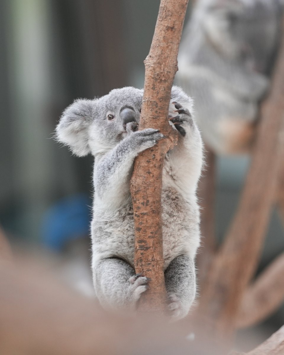 きなこ (@xkinako1218) / Posts / X