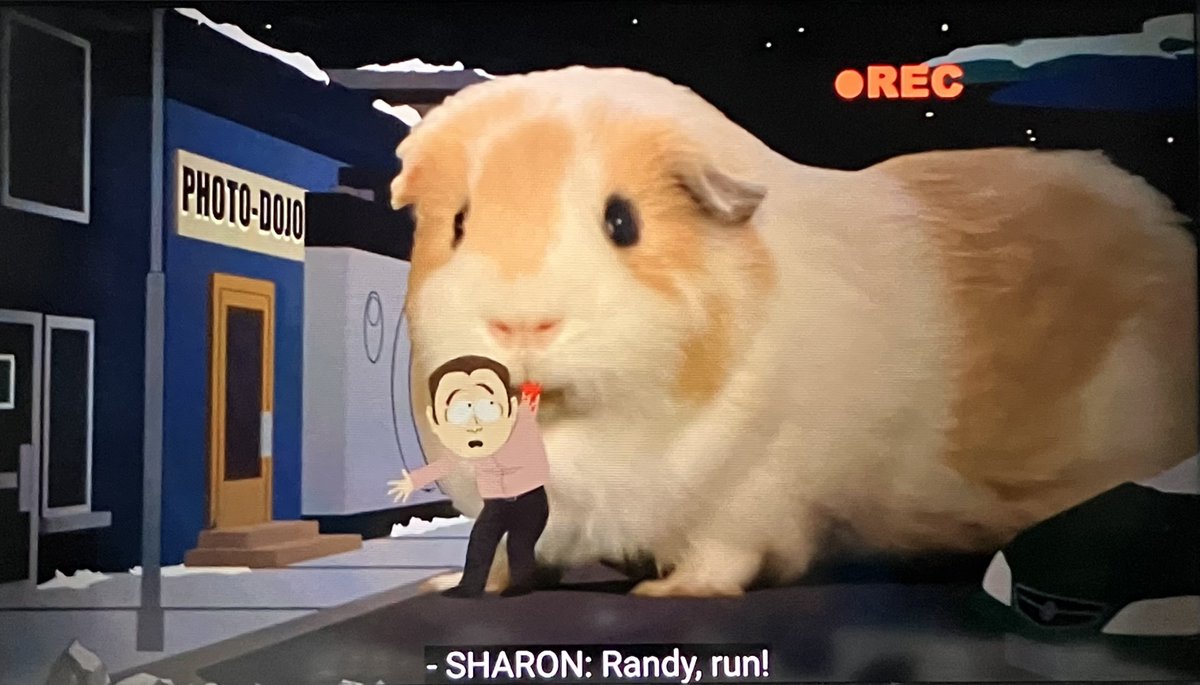 せん📷モル飼いカメラマン tweet media