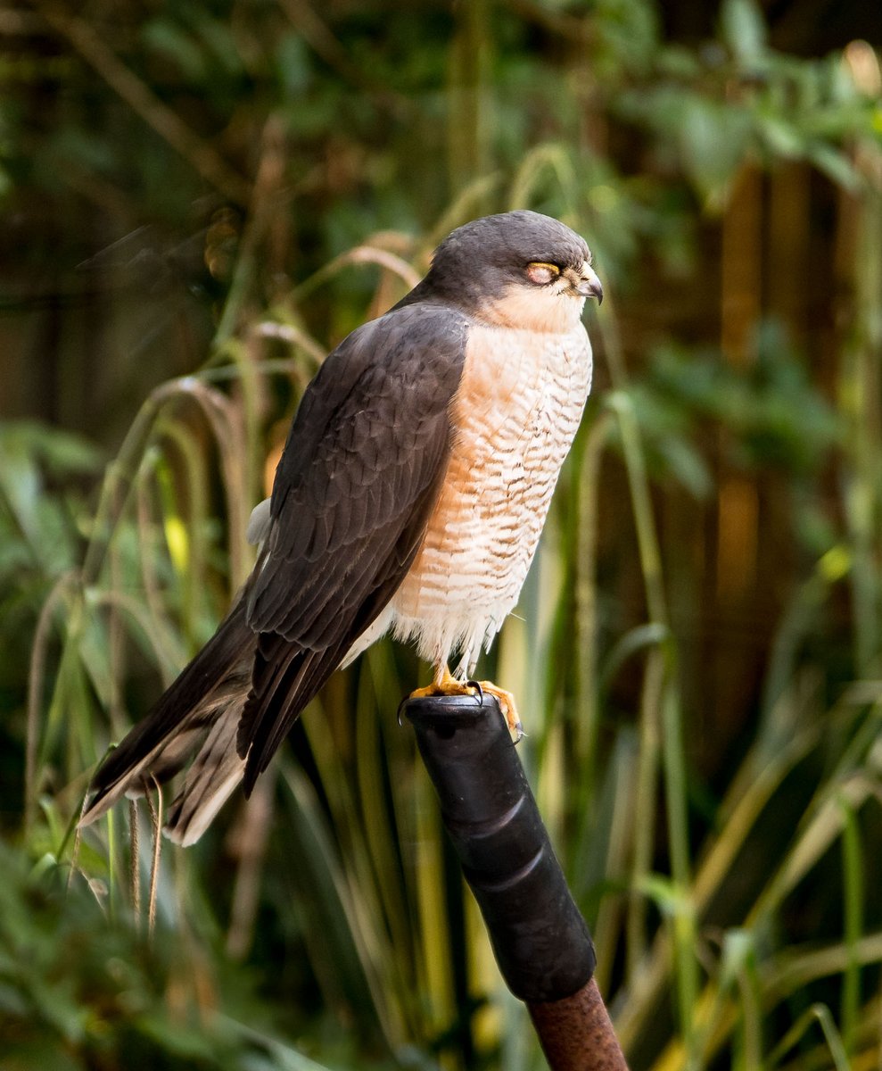 He seemed so comfortable dozing in the sun. Not a great fan of having this boy in the garden, scaring all the sparrows away but it's still a privilege to see him. 💚
#sparrowhawk #britishbirds #gardenbirds #garden