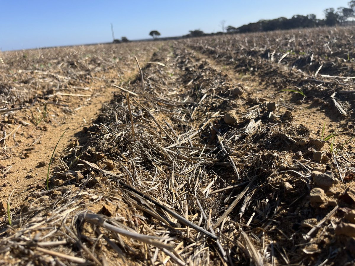 Fortunate to be in a wetter part of WA but the good bad and ugly of my canola.  Left to right 1) seeded 6 days after 85mm, 2) reseeded  approx 18 days after but was sown the day before 85mm, 3) trial strip left after 85mm of rain.