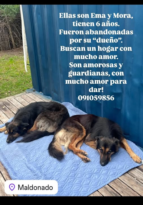 Mikamagic80's tweet image. Qué tristes están
Ellas saben que las abandonaron
No nos merecemos el amor de los ángeles peludos