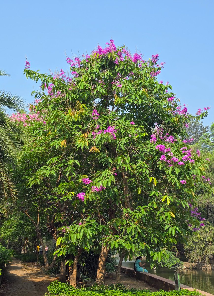 DrAmbrishMithal's tweet photo. While Delhi is immersed in a sea of yellow #amaltas, shades of pink and purple are ready to take over.
Stunning #Jarul blossoms visible all over #lodhigarden. Can't wait for them to bloom fully
Jarul is aka pride of India or Queen's flower, Lagerstroemia speciosa, giant crepe-myrtle.
#flowers #Delhi