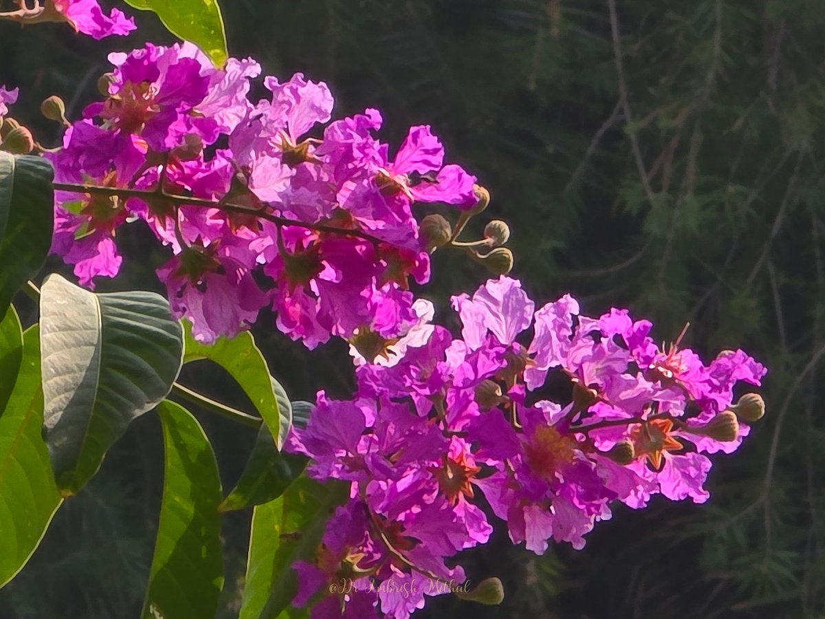 DrAmbrishMithal's tweet photo. While Delhi is immersed in a sea of yellow #amaltas, shades of pink and purple are ready to take over.
Stunning #Jarul blossoms visible all over #lodhigarden. Can't wait for them to bloom fully
Jarul is aka pride of India or Queen's flower, Lagerstroemia speciosa, giant crepe-myrtle.
#flowers #Delhi